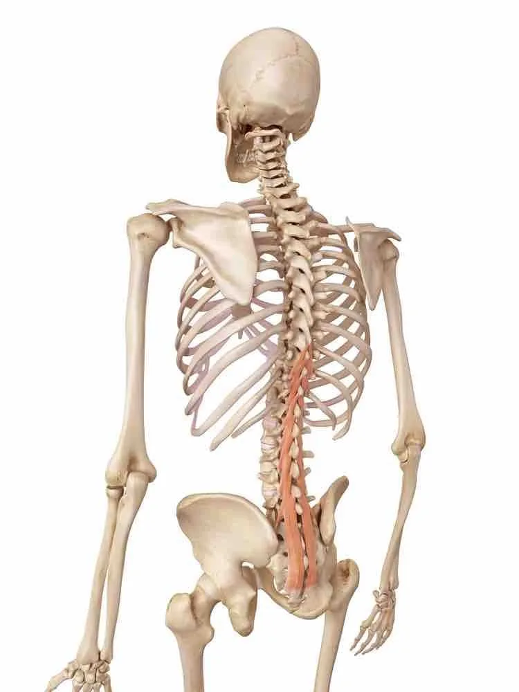 Spinal instability and multifidus muscle