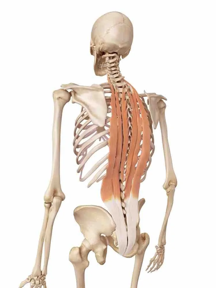 Deep back muscle anatomy